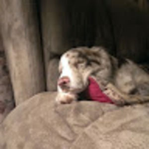 Meet your Posher, Glennda